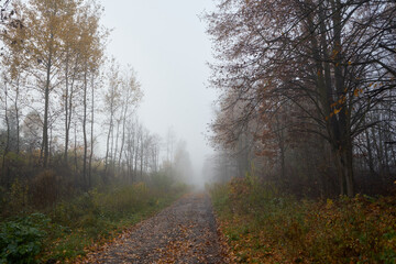 leśna mglista jesienna  ścieżka,ścieżka,droga,mgła - obrazy, fototapety, plakaty