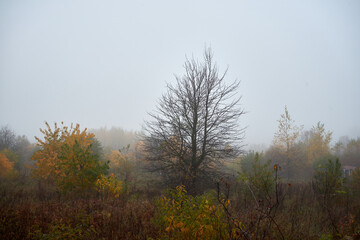 łąka we mgle ,drzewa, mgła ,łąka 