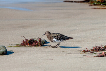 Black Turnstone (Arenaria melanicephala) in Malibu Lagoon, California, USA