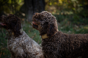 Truffle finding dogs (Lagotto romagnolo)