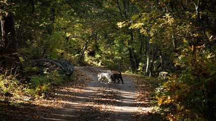 Truffle finding dogs (Lagotto romagnolo)