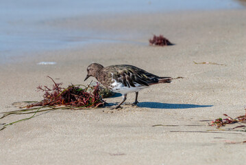 Black Turnstone (Arenaria melanicephala) in Malibu Lagoon, California, USA