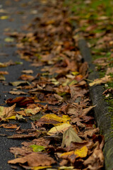 Autumn in La Rodriga Park