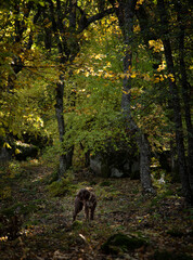 Truffle finding dogs (Lagotto romagnolo)