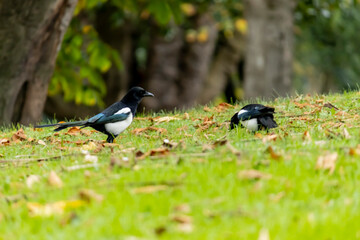 Autumn in La Rodriga Park