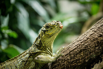 lizard on the tree