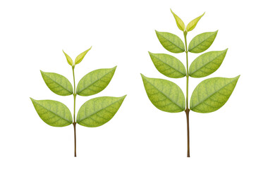 Collection of two beautiful foliage or growing green trees  isolated on white background with clipping path