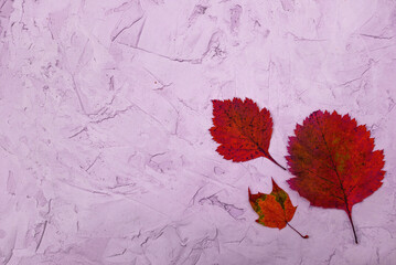 Autumn yellow leaves on a homemade background of light purple plaster. The view from the top. Natural light. Horizontal format. Space for ad text