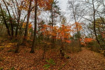 In autumn forest at cloudy day.