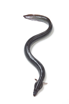 生うなぎ