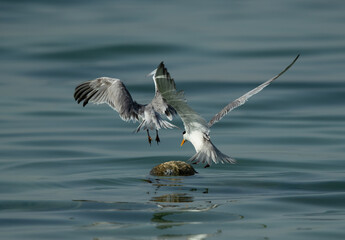 Greater Crested Tern occupying the float at Busaiteen coast, Bahrain