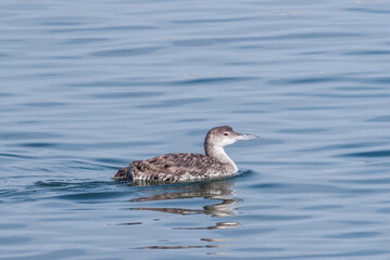 Immature Common Loon (Gavia immer) in Bodega Bay area, California, USA