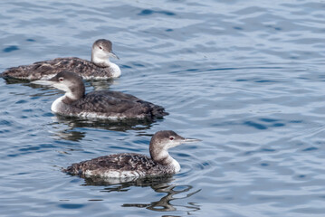 Immature Common Loon (Gavia immer) in Bodega Bay area, California, USA