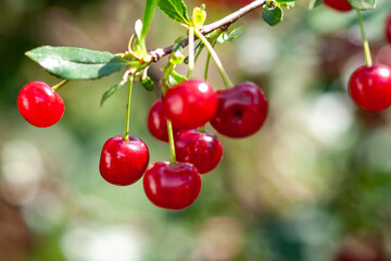 Felt cherry branch with ripe berries in sunny weather