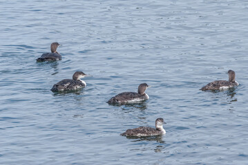 Immature Common Loon (Gavia immer) in Bodega Bay area, California, USA