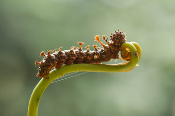 Close up of  Caterpillar on Wildlife