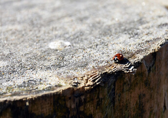 ladybug on a wood stump strewn with sand