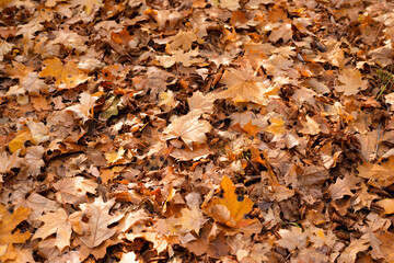 Black patch on the leaves of the maple. The disease is caused by the fungus Rhytisma acerinum. With this disease, large, round, black, slightly convex spots with a yellowish-green border are formed.
