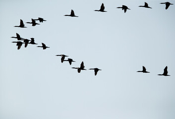 A flock of Socotra cormorants flying at Busaiteen coast, Bahrain