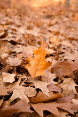 Oak leaf on the ground. Autumn. Wallpaper-screensaver.