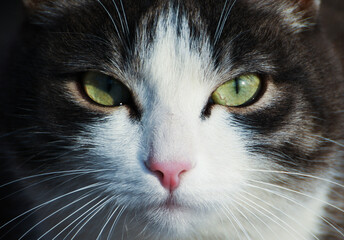 close-up portrait of gray and white cat with green eyes
