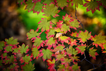 Autumn in forest - maple leaves in sunlight.