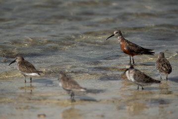 Selective focus on Curlew Sandpiper in breeding plumage at Busaiteen coast of Bahrain.