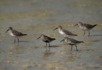 Dunlins at Busaiteen coast with curlew sandpiper at the backdrop, Bahrain