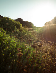 Sunrise in a flower field. 