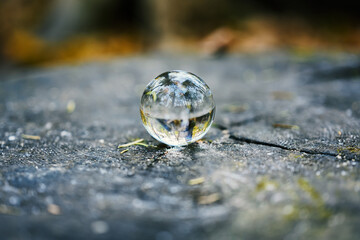 Lensball laying on the tree stump with autumn forest in the background.