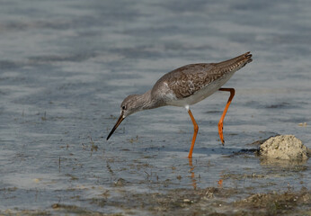 Redshank feeding at Busiateen coast, Bahrain