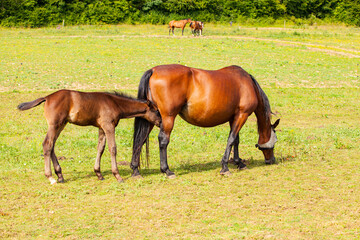 Obraz na płótnie Canvas bay foal who is with his mother in the summer in a meadow