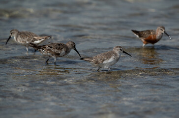 Curlew Sandpipers in at Busaiteen coast of Bahrain