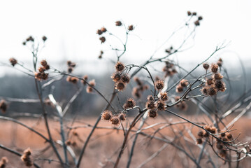 bushes with thorns in the field in spring