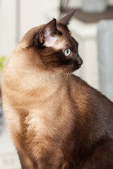 Portrait of a cute siamese breed cat with beautiful blue eyes