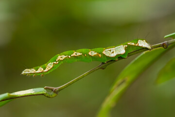 Close up of  Caterpillar on Wildlife