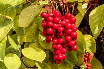Schisandra Berries (Schisandra chinensis) in garden, Moscow region, Russia