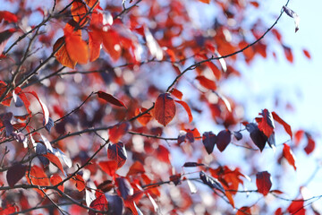 Red autumn leaves, plum cherry tree