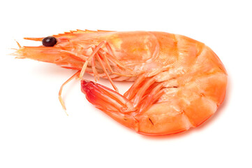 shrimps on a white background