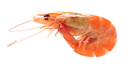 shrimps on a white background