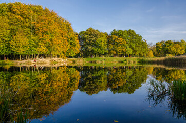 Landscape with autumn park in the sunny day. Yellow and green trees are displayed with reflection on the lake.