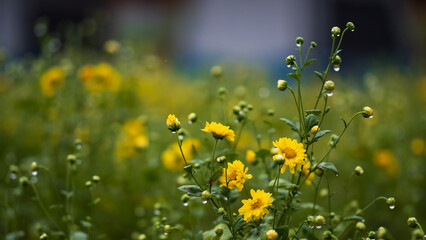 Chrysanthemum flowers blooming in the field