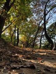 Trail with fallen leaves and trees with foliage in autumn Park