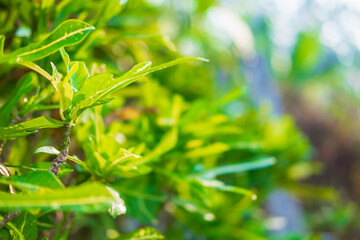 Closeup nature  green leaf  fresh wallpaper concept.