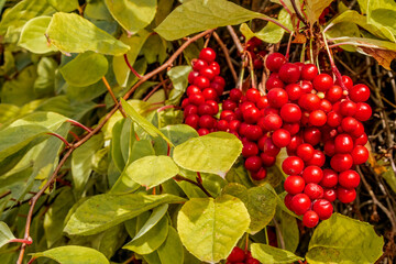 Schisandra Berries (Schisandra chinensis) in garden, Moscow region, Russia