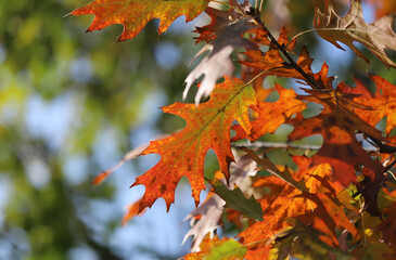 Oak leaves