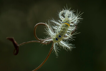 Close up of  Caterpillar on Wildlife