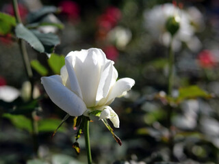 秋の旧古河庭園で咲く白いバラの花　ヨハネ・パウロ　２世