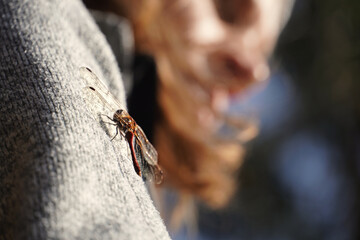 Dragonfly hitchhiking on female Arm. High quality photo