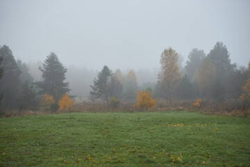 łąka we mgle ,drzewa mgła 